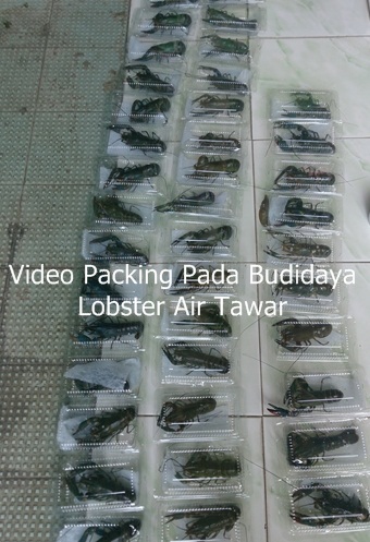 video packing pada budidaya lobster air tawar